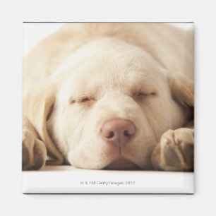 Studio-portret van Yellow Labrador Retriever Magneet