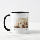 Studio-portret van Yellow Labrador Retriever Mok (Links)