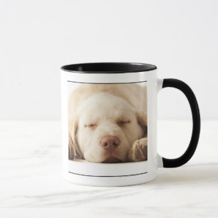 Studio-portret van Yellow Labrador Retriever Mok