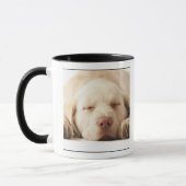 Studio-portret van Yellow Labrador Retriever Mok (Links)
