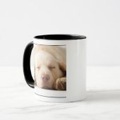 Studio-portret van Yellow Labrador Retriever Mok (Voorkant links)