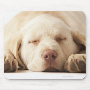 Studio-portret van Yellow Labrador Retriever Muismat