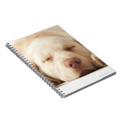 Studio-portret van Yellow Labrador Retriever Notitieboek (Rechterzijde)