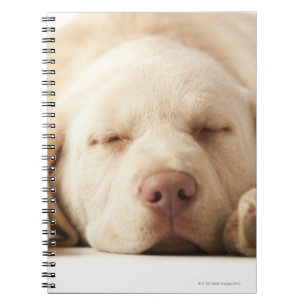 Studio-portret van Yellow Labrador Retriever Notitieboek