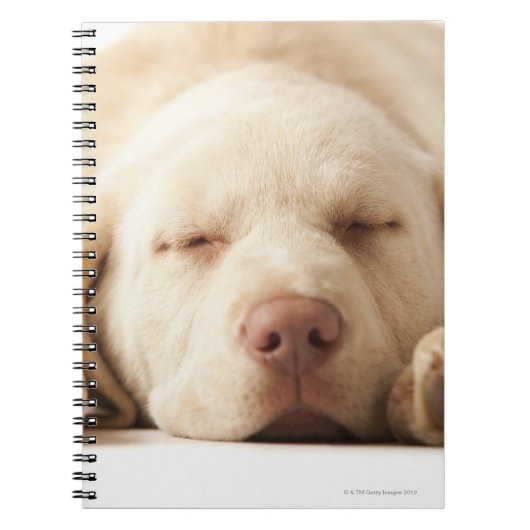 Studio-portret van Yellow Labrador Retriever Notitieboek (Voorkant)