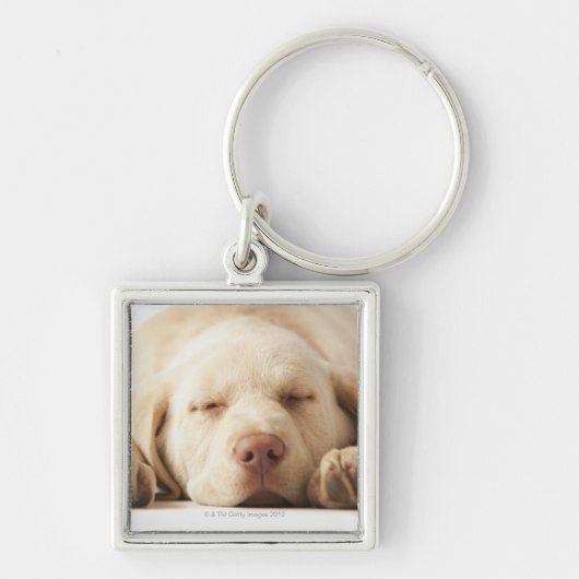 Studio-portret van Yellow Labrador Retriever Sleutelhanger (Voorkant)