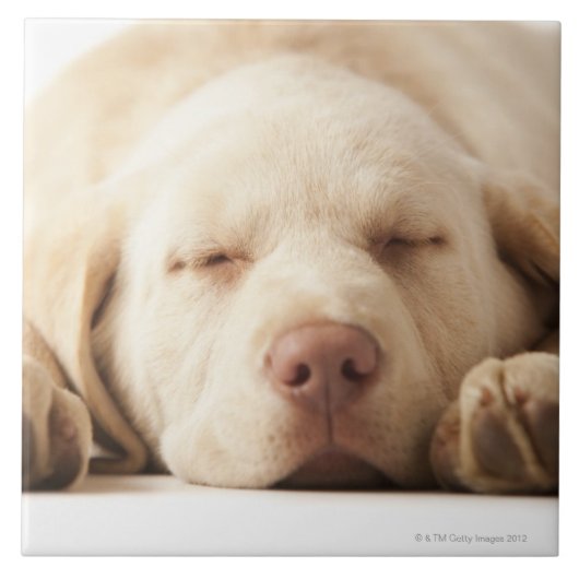 Studio-portret van Yellow Labrador Retriever Tegeltje (Voorkant)