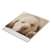 Studio-portret van Yellow Labrador Retriever Tegeltje (Zijkant)