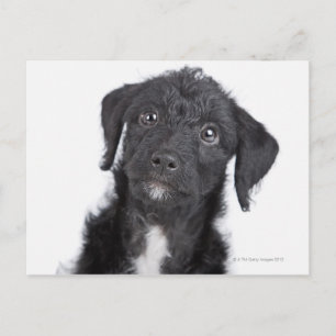 Studio-portret van zwarte jack-a-doedle briefkaart