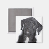 Studio-portret van zwarte jack-a-doedle magneet (Voorkant / Achterkant)