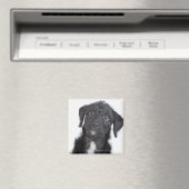 Studio-portret van zwarte jack-a-doedle magneet (Insitu (Vaatwasser))