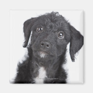 Studio-portret van zwarte jack-a-doedle magneet