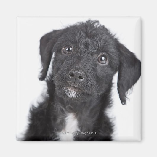 Studio-portret van zwarte jack-a-doedle magneet (Voorkant)