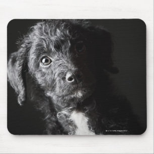 Studio-portret van zwarte jack-a-doedle muismat
