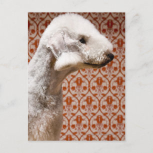 Studio shot van Bedlington Terrier Briefkaart
