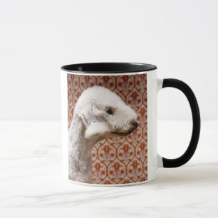 Studio shot van Bedlington Terrier Mok