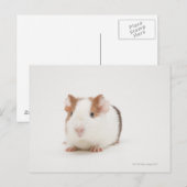 Studio shot van Guinee Pig Briefkaart (Voorkant / Achterkant)