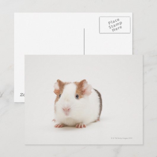 Studio shot van Guinee Pig Briefkaart (Voorkant / Achterkant)