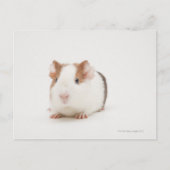 Studio shot van Guinee Pig Briefkaart (Voorkant)