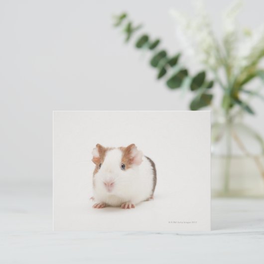 Studio shot van Guinee Pig Briefkaart (Staand voorkant)