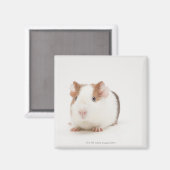 Studio shot van Guinee Pig Magneet (Voorkant / Achterkant)