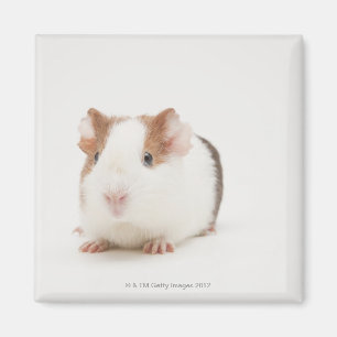 Studio shot van Guinee Pig Magneet