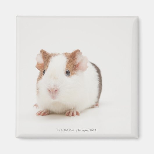Studio shot van Guinee Pig Magneet (Voorkant)