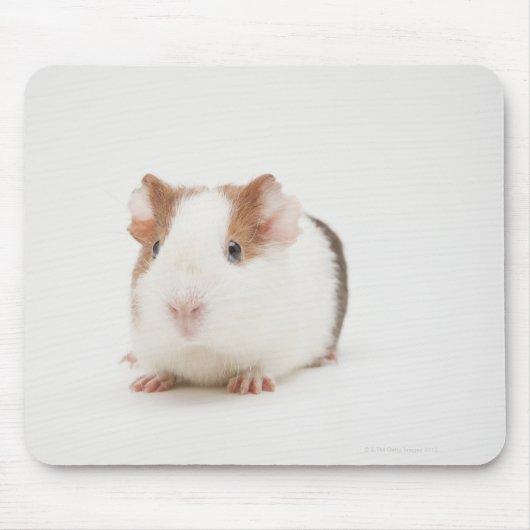 Studio shot van Guinee Pig Muismat (Voorkant)