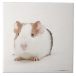 Studio shot van Guinee Pig Tegeltje