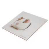 Studio shot van Guinee Pig Tegeltje (Zijkant)