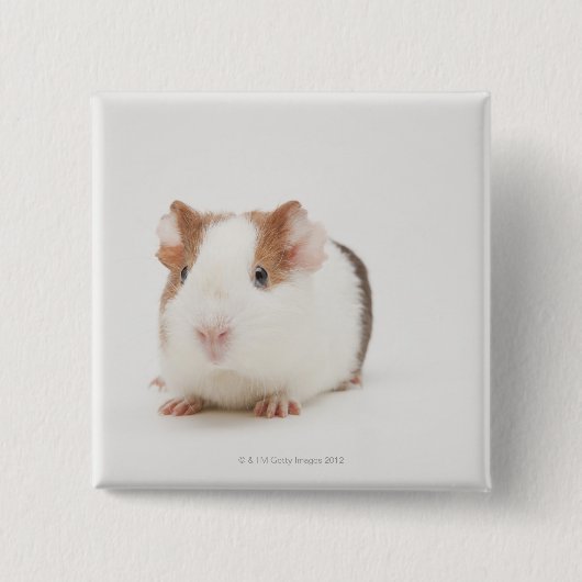 Studio shot van Guinee Pig Vierkante Button 5,1 Cm (Voorkant)
