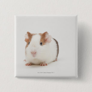 Studio shot van Guinee Pig Vierkante Button 5,1 Cm
