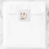 Studio shot van Guinee Pig Vierkante Sticker (Tas)