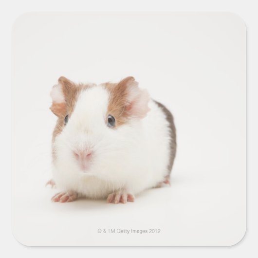 Studio shot van Guinee Pig Vierkante Sticker (Voorkant)