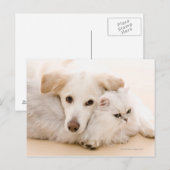 Studio shot van kat en hond briefkaart (Voorkant / Achterkant)