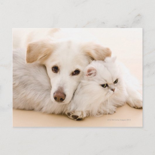Studio shot van kat en hond briefkaart (Voorkant)