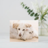 Studio shot van kat en hond briefkaart (Staand voorkant)