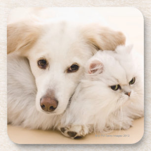 Studio shot van kat en hond drankjes onderzetter