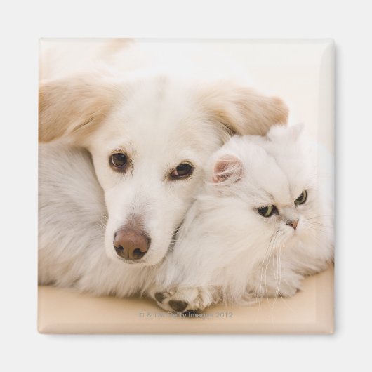 Studio shot van kat en hond magneet (Voorkant)