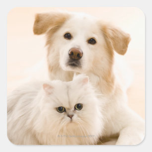 Studio shot van kat en hond vierkante sticker