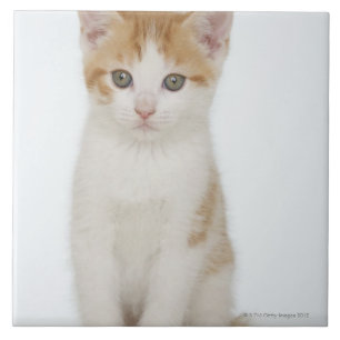 Studio shot van kitten tegeltje