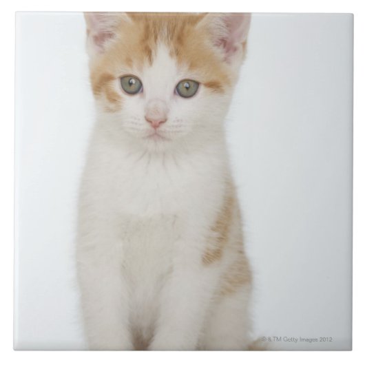 Studio shot van kitten tegeltje (Voorkant)