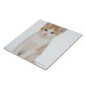 Studio shot van kitten tegeltje (Zijkant)