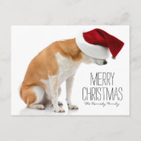 Studio shot van Shiba Inu hond met Santa-hoed