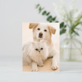 Studio van kat en hond is ontsproten die briefkaart (Staand voorkant)