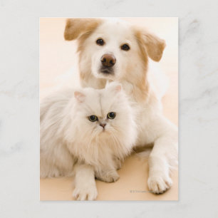 Studio van kat en hond is ontsproten die briefkaart
