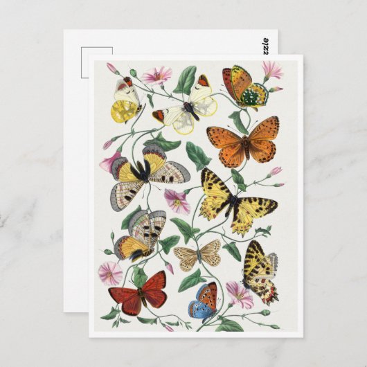 Study of diurnal butterflies by Paul Gervais Briefkaart (Voorkant / Achterkant)