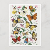 Study of diurnal butterflies by Paul Gervais Briefkaart (Voorkant)