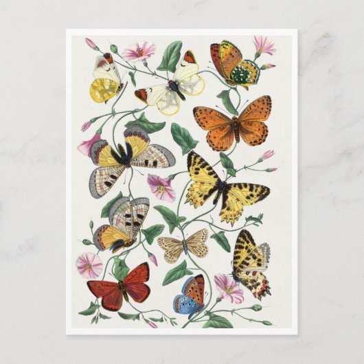 Study of diurnal butterflies by Paul Gervais Briefkaart (Voorkant)
