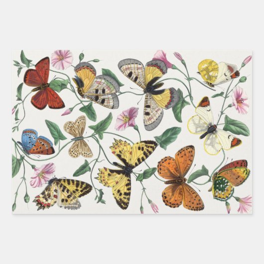 Study of diurnal butterflies by Paul Gervais Inpakpapier Vel (Voorkant 3)